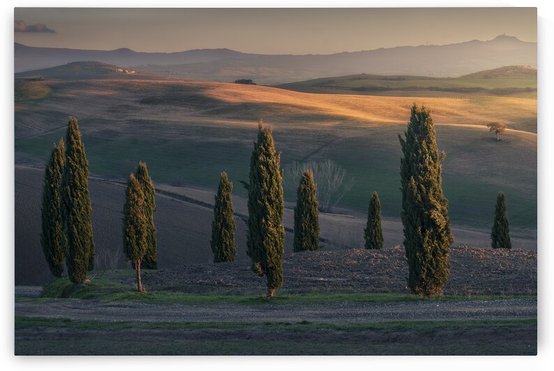Cypresses of Orcia Valley and the last lights of the sunset by Stefano Orazzini