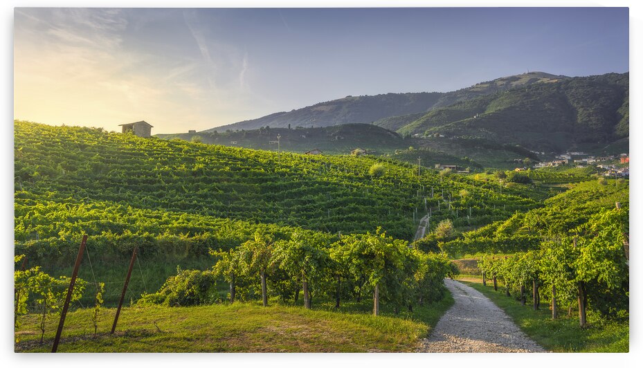 Vineyards and road. Prosecco Hills. Italy by Stefano Orazzini