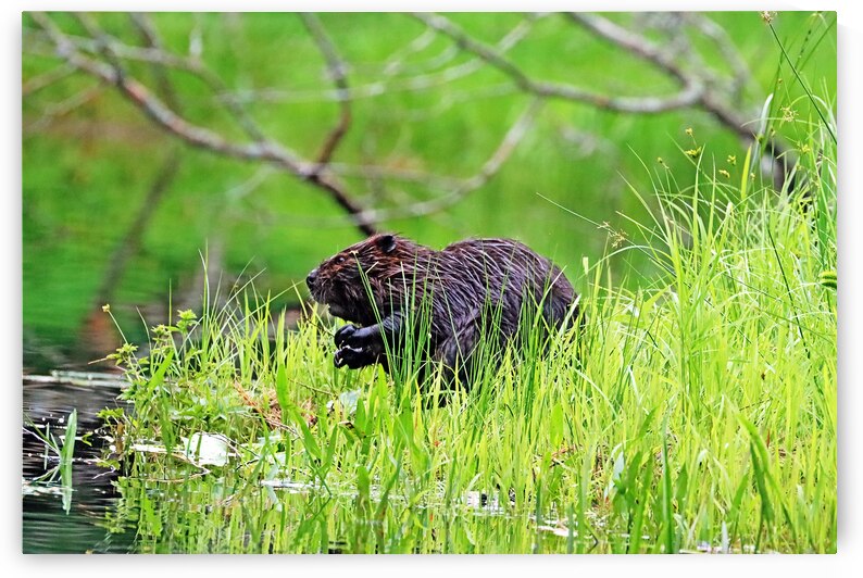 Someone Is Coming by Deb Oppermann