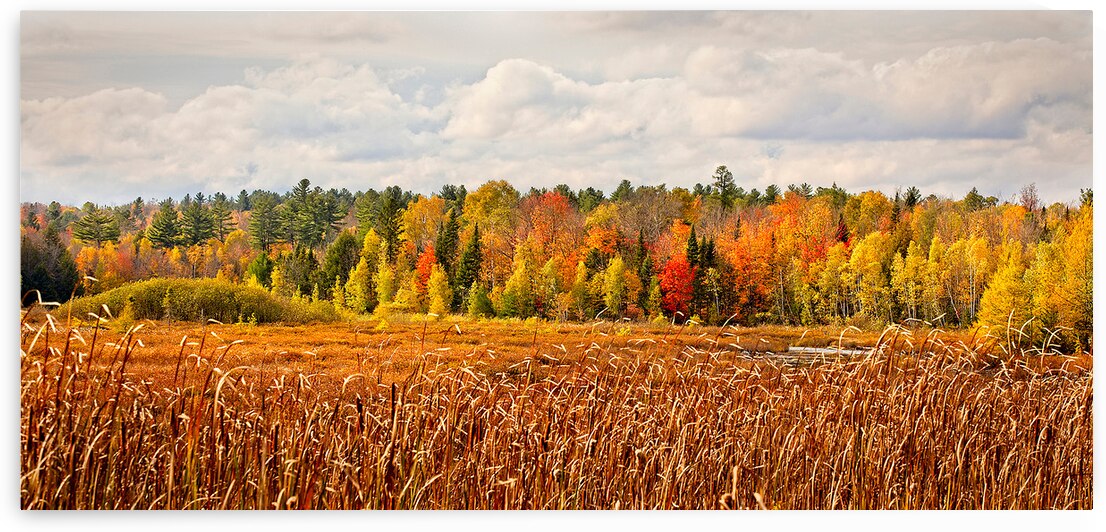 Autumn Forest Under a Starry Sky by Chirag Pandya