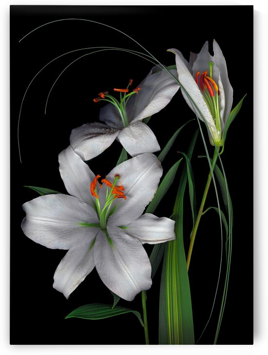 White Lilies  by Jane Baron