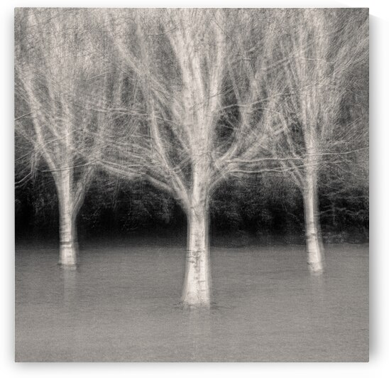 Three Trees by Dave Bowman