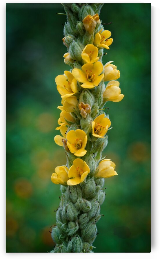 Vertical Symphony of Yellow Blooms by Chirag Pandya
