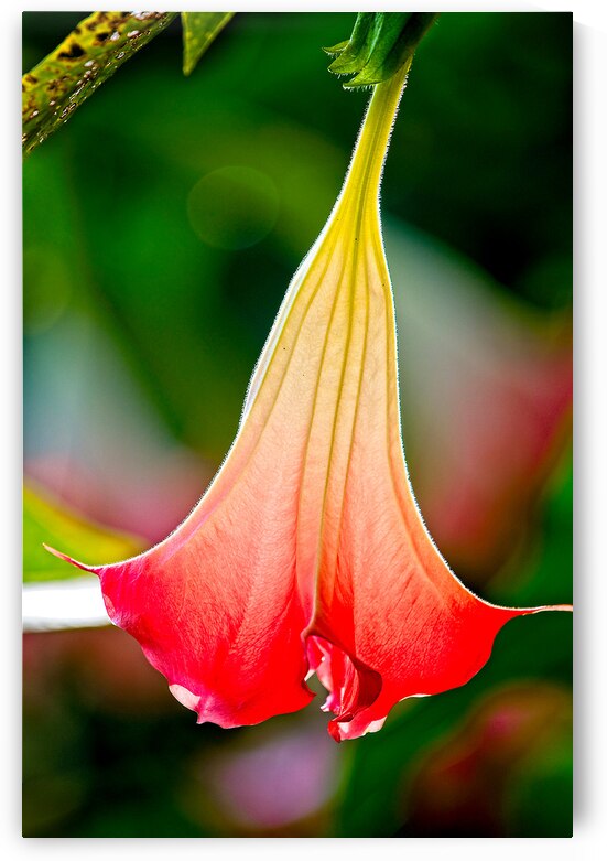 Angel’s Trumpet Glow by Chirag Pandya