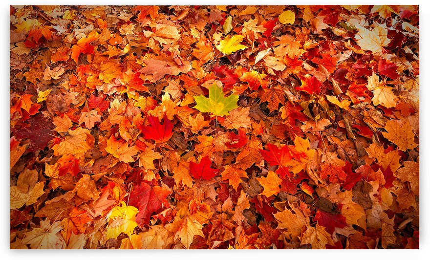 Autumn’s Golden Standout by Chirag Pandya