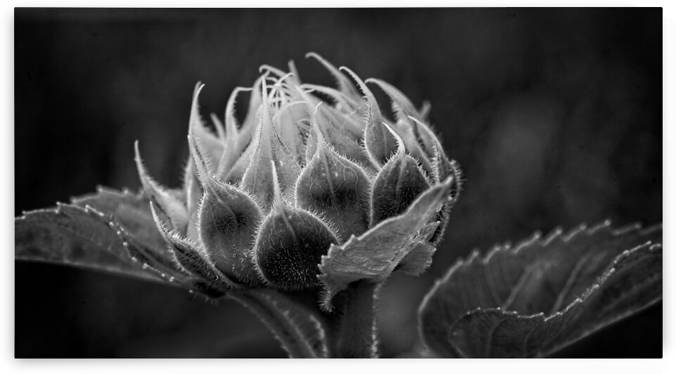 Emergence by Chirag Pandya