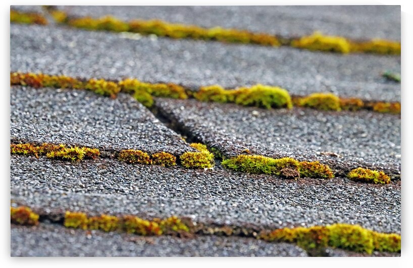 Where Moss Grows by Deb Oppermann