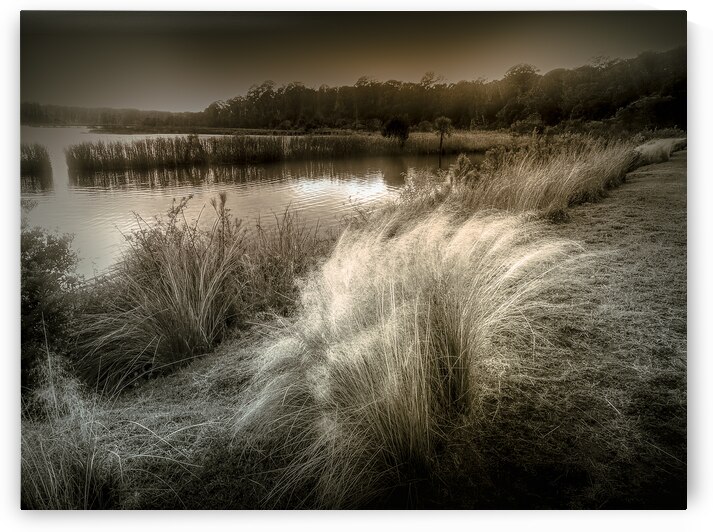 Glow of Winter on the Marshlands by Norma Brandsberg Photography