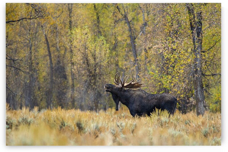 Calling by Trey Neal  Natures Wildscapes