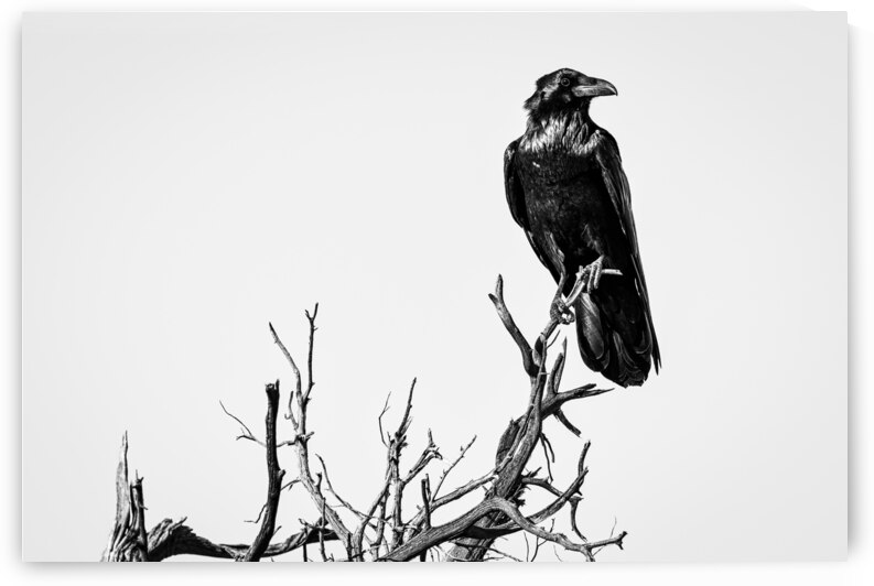 The Trickster by Andy Crawford