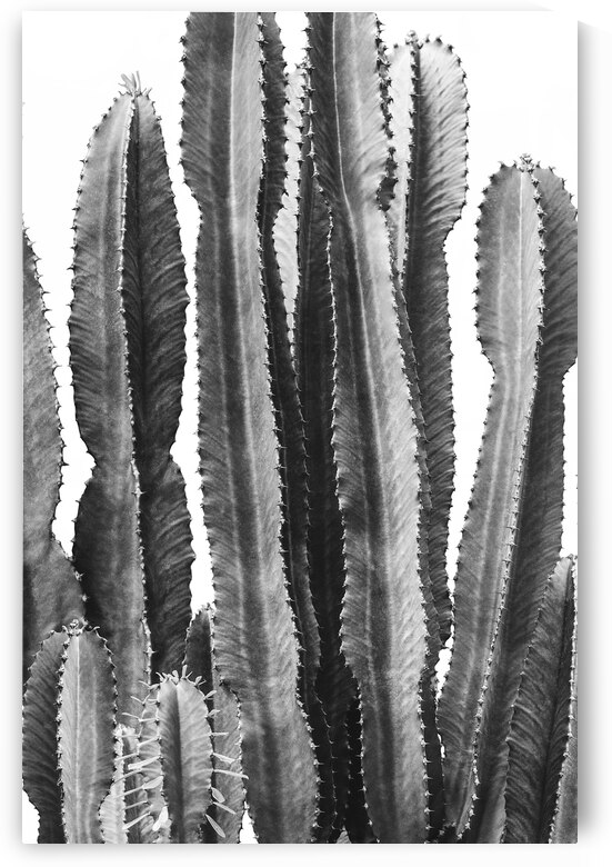 Cactus Bunch by Wildhood