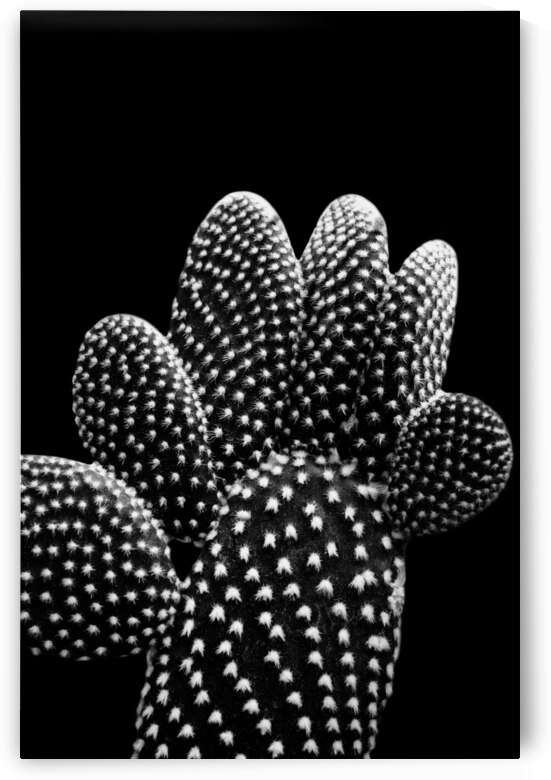 Cactus | Black and White by Wildhood