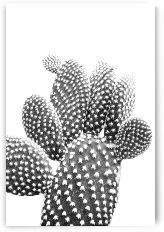 Cactus | Minimalism by Wildhood