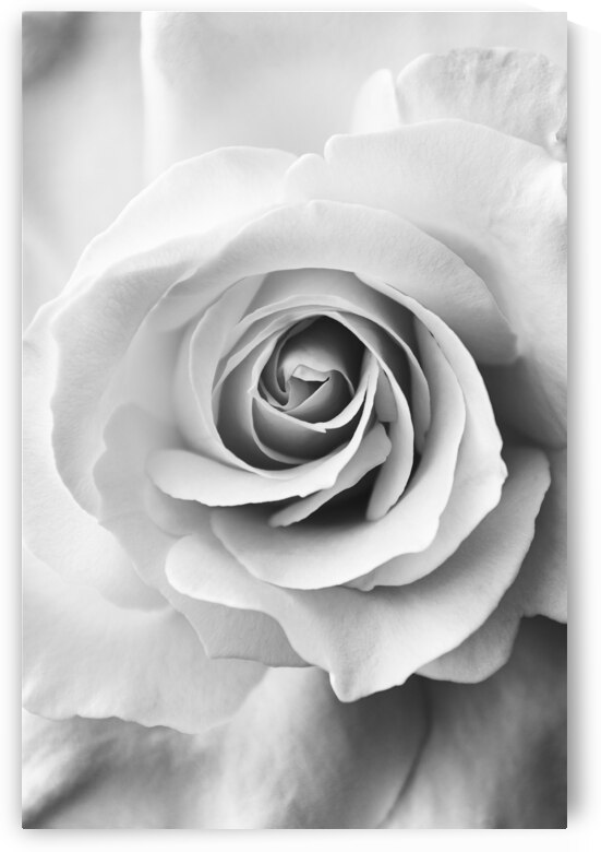 White Rose  by Wildhood