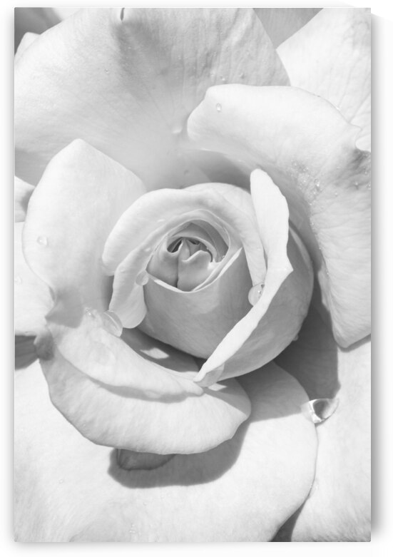 Rose | Minimalism by Wildhood