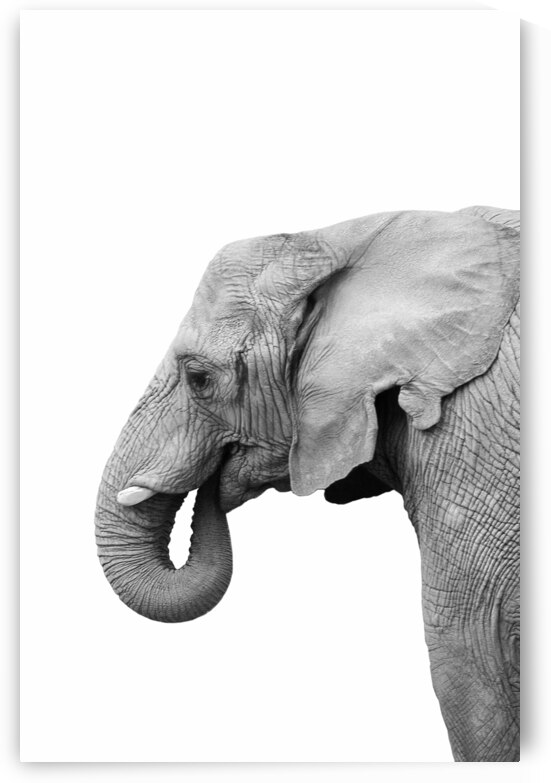 African Elephant  by Wildhood