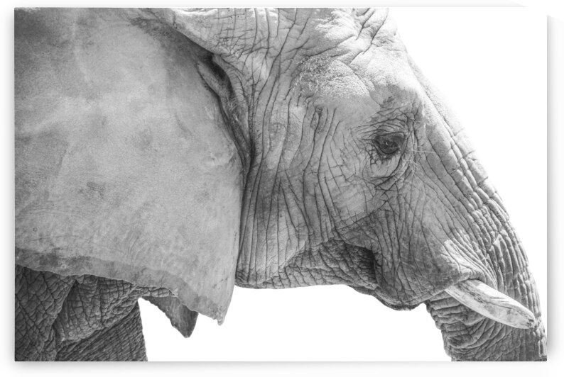 Elephant | Black and White by Wildhood