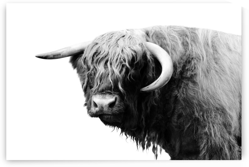 Highland Cow  by Wildhood