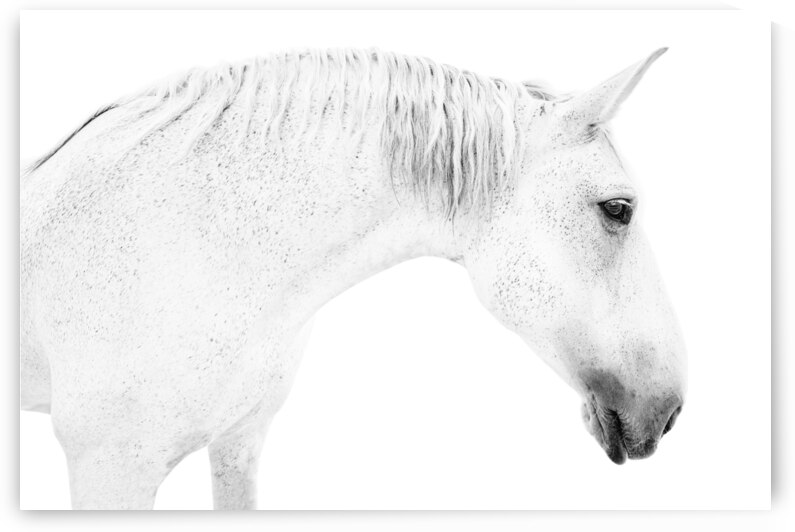 White Horse  by Wildhood