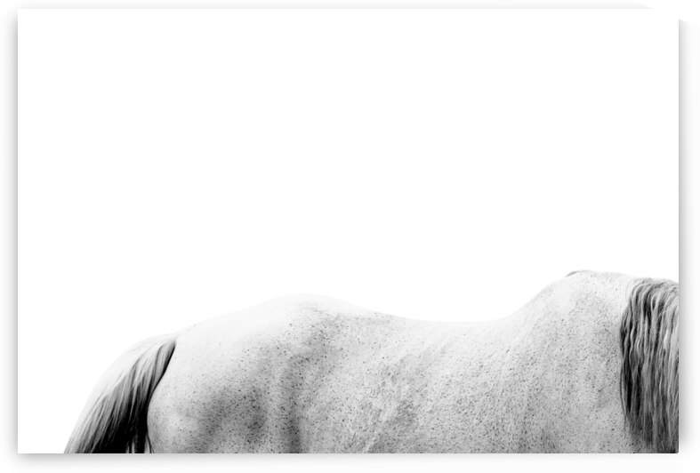 Horse | Abstract by Wildhood