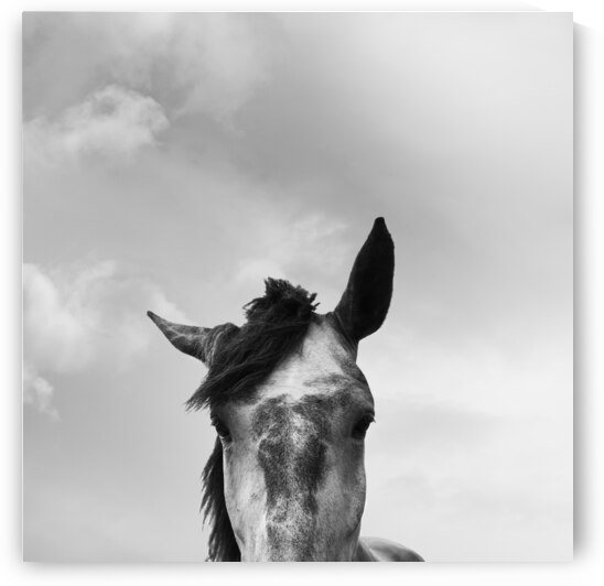 Horse | Black and White by Wildhood