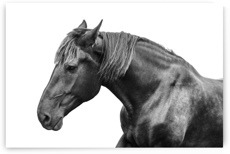  Black Horse by Wildhood