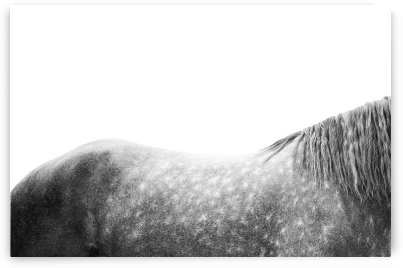 Horse Spotted by Wildhood