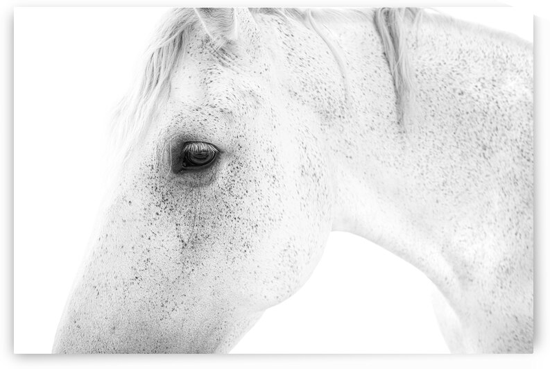 White Horse | Minimal by Wildhood
