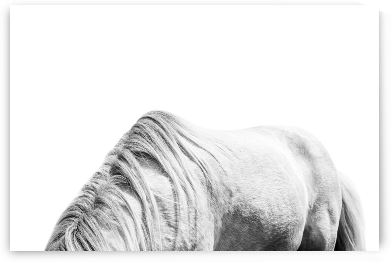 Horse Mane  by Wildhood