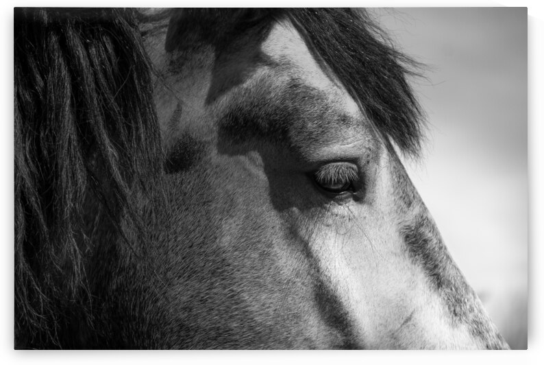 Grey Horse Eye  by Wildhood