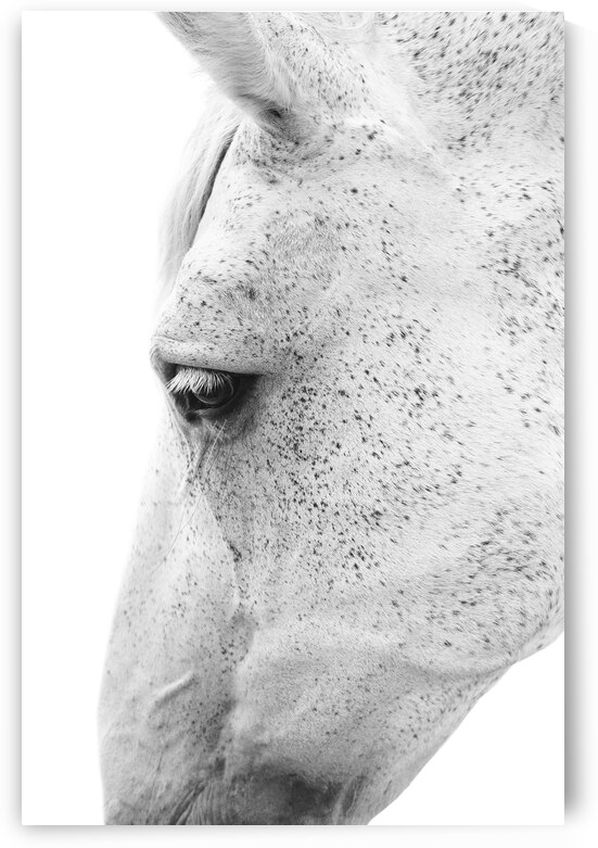 White Horse Eye by Wildhood