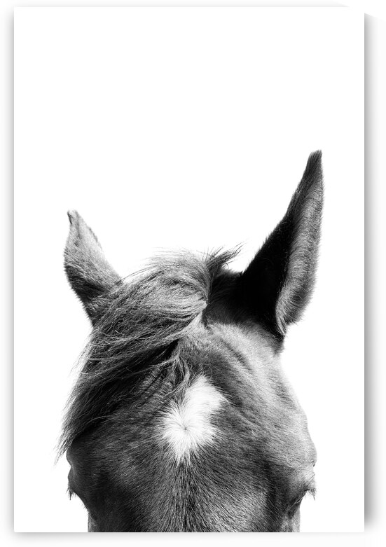 Horse Ears by Wildhood