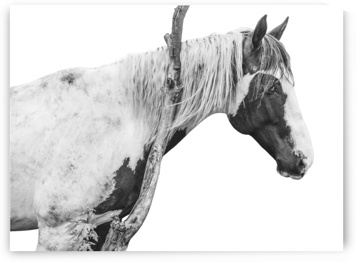 Horse Portrait  by Wildhood