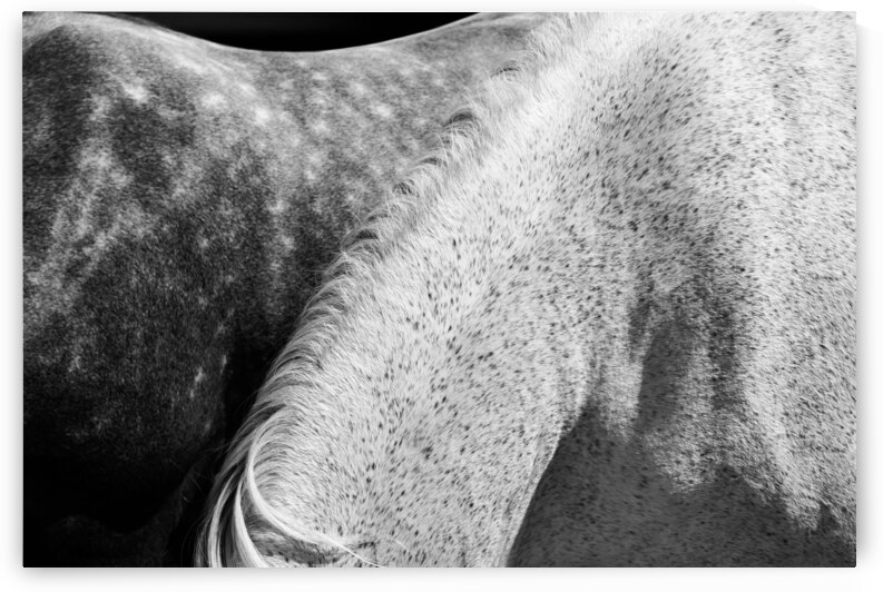 Spotted Horses Mane  by Wildhood