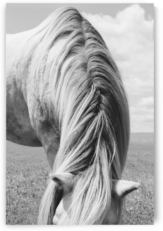 White Horse Mane  by Wildhood