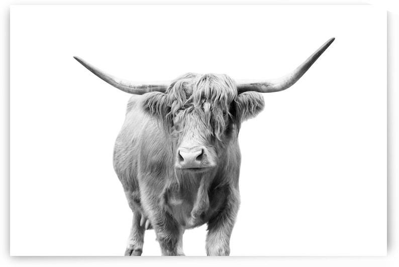 Highland Cow  | Horns | Scottish by Wildhood