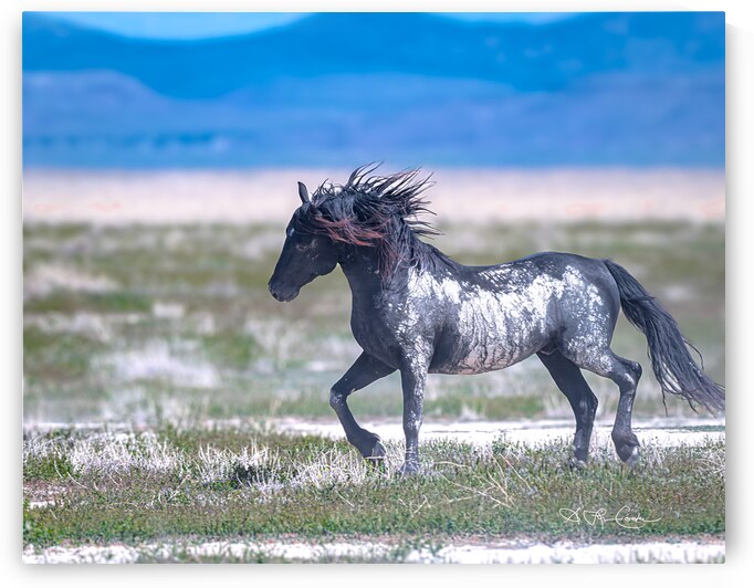 Blackly beautiful by Susan Lynn Cooke