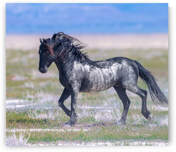 I am by Susan Lynn Cooke