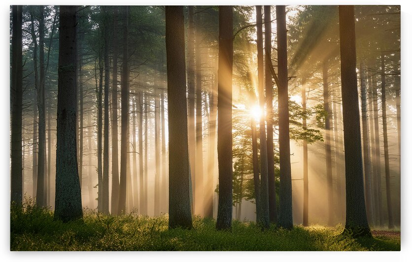 A forest at sunset by Leighton Collins