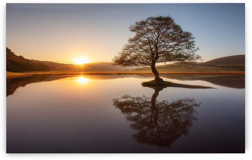 A solitary tree at dawn by Leighton Collins