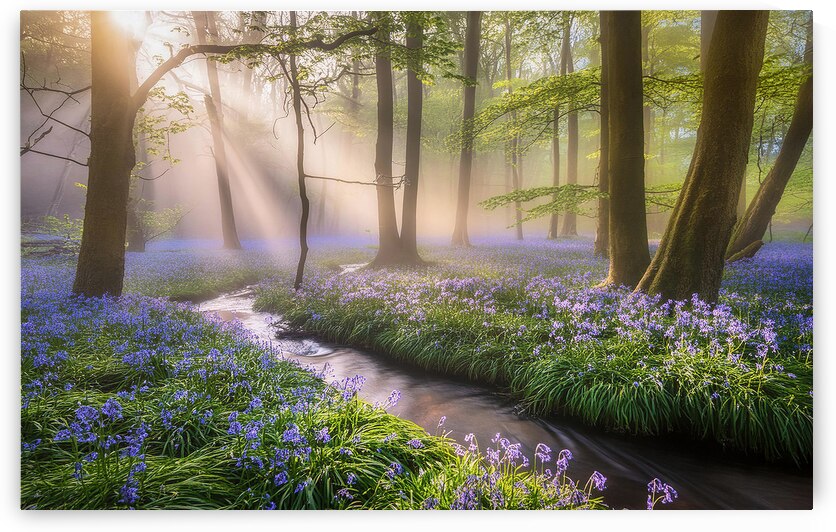 Bluebell woods at dawn by Leighton Collins