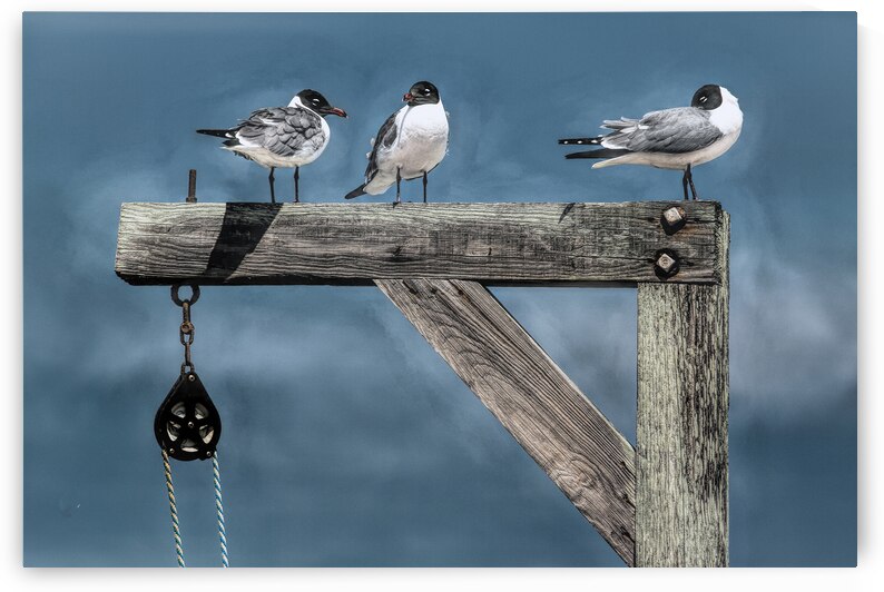 Seagull Perch Morning Discussion by Norma Brandsberg Photography