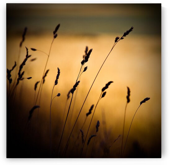 The Field by Dave Bowman