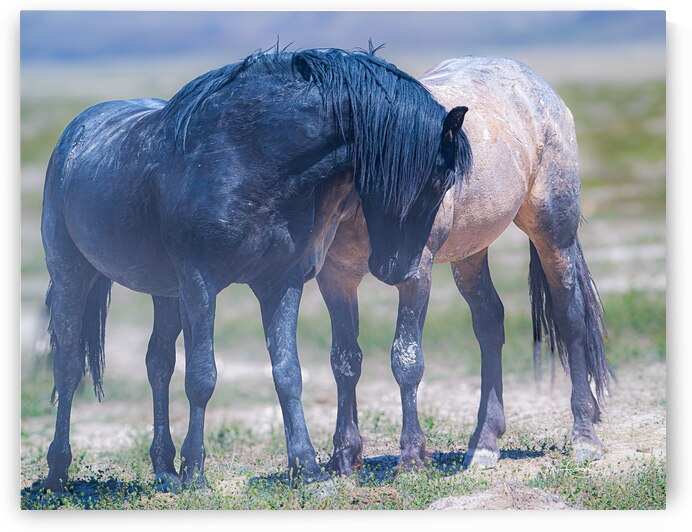Together we are free by Susan Lynn Cooke