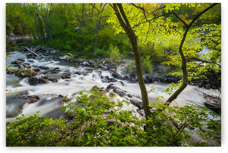 The Rapids by Jane Haslam