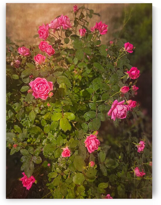 Roses by my Window by Shelia Hunt Photography