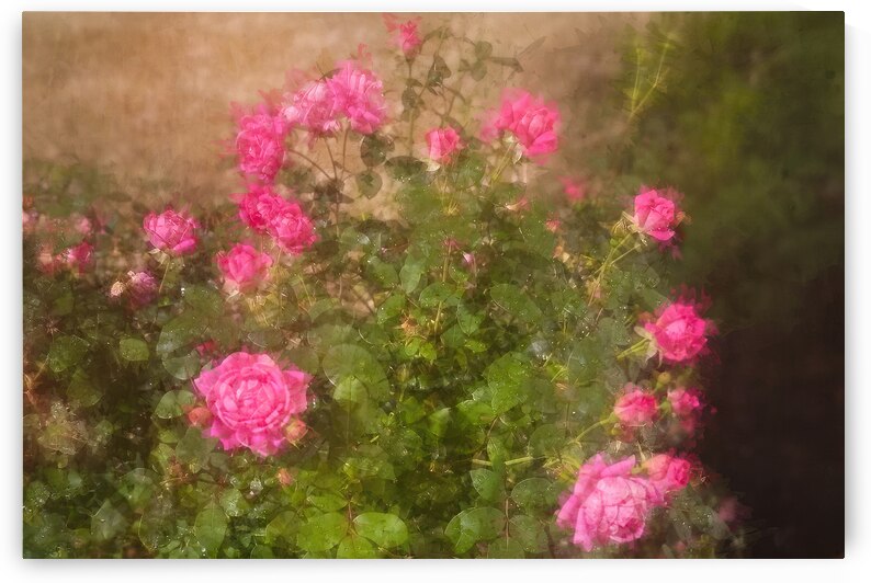 Wild Roses in Bloom by Shelia Hunt Photography