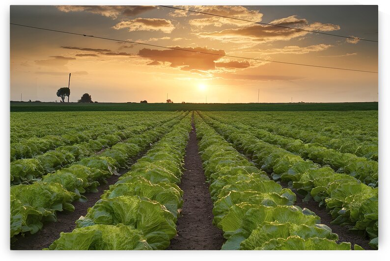 lettuce plant on field vegetable and agriculture by Lupu Andrei