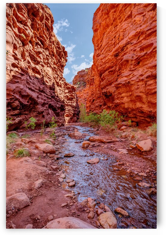 Professor Creek Flowing Through Mary Jane by Jennifer White