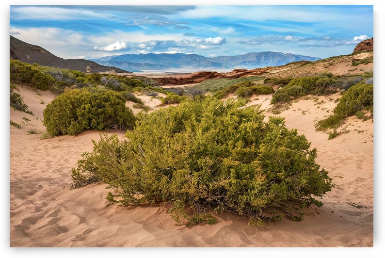 green bushes on the sand in a canyon in the deser by Ioan Cipariu